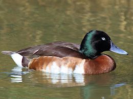 Baer's Pochard (WWT Slimbridge April 2011) ©Nigel Key