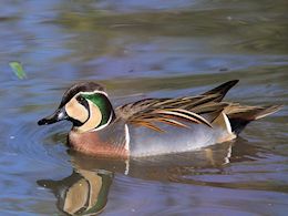 Baikal Teal (WWT Slimbridge March 2019) ©Nigel Key