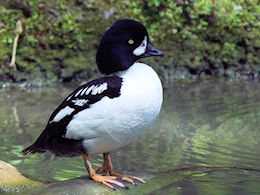 Barrow's Goldeneye (WWT Slimbridge May 2015) - pic by Nigel Key