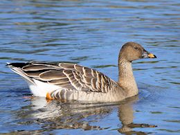 Bean Goose (WWT Slimbridge October 2017) ©Nigel Key