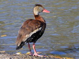 Black-Bellied Whistling Duck (WWT Slimbridge October 2012) - pic by Nigel Key