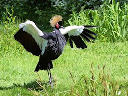 Black-Crowned Crane (WWT Slimbridge May 2015) - pic by Nigel Key