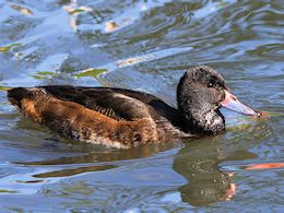 Black-Headed Duck (WWT Slimbridge May 2015) - pic by Nigel Key