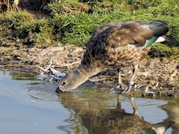 Blue-Winged Goose (WWT Slimbridge March 2012) ©Nigel Key