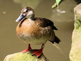 Brazilian Teal (WWT Slimbridge May 2012) ©Nigel Key