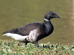 Brent Goose (WWT Slimbridge September 2012) ©Nigel Key