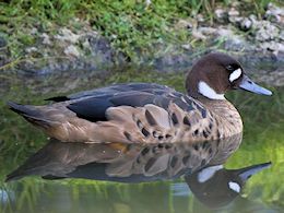 Bronze-Winged Duck (WWT Slimbridge September 2013) - pic by Nigel Key