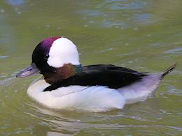 Bufflehead (WWT Slimbridge May 2014) - pic by Nigel Key