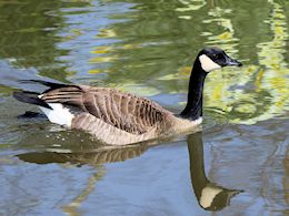 Canada Goose (WWT Slimbridge March 2012) - pic by Nigel Key