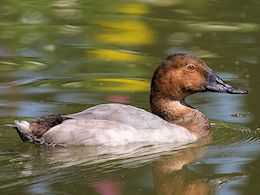 Canvasback (WWT Slimbridge July 2014) ©Nigel Key