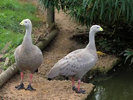 Cape Barren Goose (WWT Slimbridge  20) - pic by Nigel Key