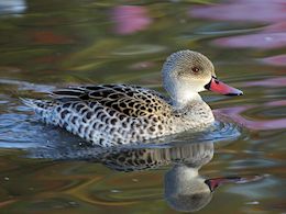 Cape Teal (WWT Slimbridge November 2013) - pic by Nigel Key