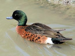 Chestnut Teal (WWT Slimbridge June 2009) - pic by Nigel Key