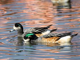 Chiloe Wigeon (WWT Slimbridge March 2011) ©Nigel Key