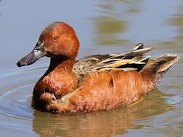 Cinnamon Teal (WWT Slimbridge May 2014) ©Nigel Key