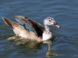 Comb Duck (WWT Slimbridge June 2015) - pic by Nigel Key