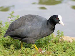 Coot (WWT Slimbridge August 2010) - pic by Nigel Key