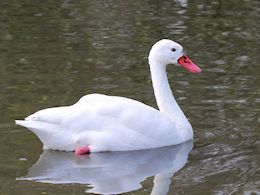 Coscoroba Swan (WWT Slimbridge April 2015) - pic by Nigel Key