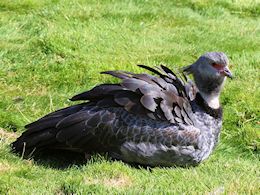 Crested Screamer (WWT Slimbridge September 2012) - pic by Nigel Key