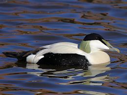 Common Eider (WWT Slimbridge March 2014) - pic by Nigel Key