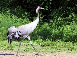 Eurasian Crane (WWT Slimbridge May 2015) - pic by Nigel Key