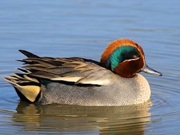 Eurasian Teal (WWT Slimbridge March 2014) - pic by Nigel Key