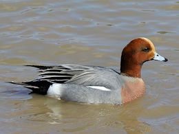 Eurasian Wigeon (WWT Slimbridge April 2013) - pic by Nigel Key