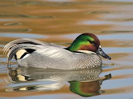 Falcated Duck (WWT Slimbridge April 2015) - pic by Nigel Key