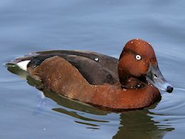 Ferruginous Duck (WWT Slimbridge  20) - pic by Nigel Key