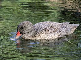 Freckled Duck (WWT Slimbridge September 2018) ©Nigel Key