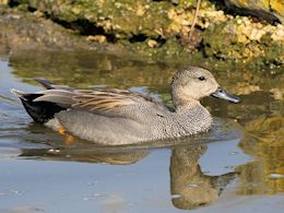 Gadwall (WWT Slimbridge March 2012) - pic by Nigel Key