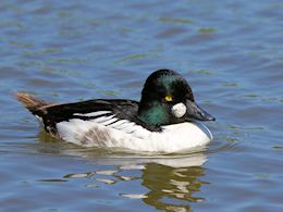 Goldeneye (WWT Slimbridge May 2012) - pic by Nigel Key