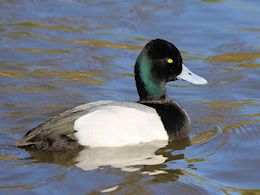 Greater Scaup (WWT Slimbridge March 2019) - pic by Nigel Key