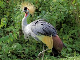 Grey-Crowned Crane (WWT Slimbridge April 2013) - pic by Nigel Key