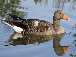 Greylag Goose (WWT Slimbridge October 2011) ©Nigel Key