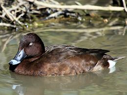 Hardhead (WWT Slimbridge April 2011) ©Nigel Key