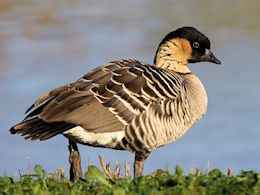 Hawaiian Goose (WWT Slimbridge  20) - pic by Nigel Key