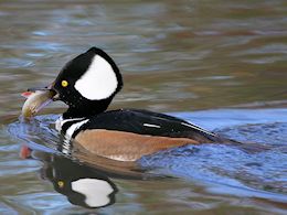 Hooded Merganser (WWT Slimbridge November 2017) - pic by Nigel Key