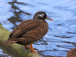 Laysan Duck (WWT Slimbridge November 2017) ©Nigel Key