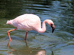 Lesser Flamingo (WWT Slimbridge May 2018) - pic by Nigel Key