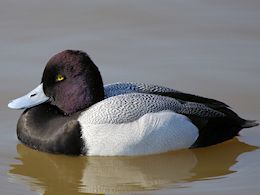 Lesser Scaup (WWT Slimbridge March 2011) - pic by Nigel Key