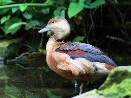 Lesser Whistling Duck (WWT Slimbridge June 2015) - pic by Nigel Key