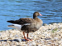 Lesser White-Fronted Goose (WWT Slimbridge June 2015) ©Nigel Key