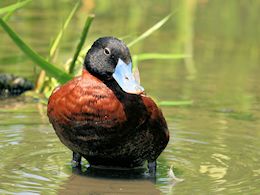 Maccoa Duck (WWT Slimbridge June 2009) - pic by Nigel Key