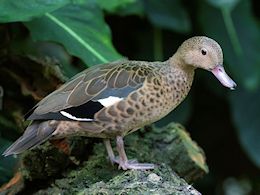 Madagascar Teal (WWT Slimbridge September 2012) - pic by Nigel Key