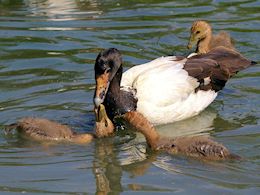 Magpie Goose (WWT Slimbridge July 2014) ©Nigel Key