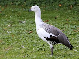 Magellan Goose (WWT Slimbridge September 2015) - pic by Nigel Key