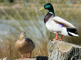 Mallard (WWT Slimbridge March 2009) ©Nigel Key