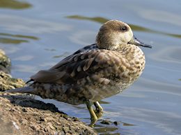 Marbled Teal (WWT Slimbridge October 2011) ©Nigel Key