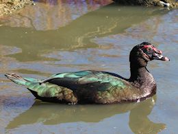 Muscovy Duck (WWT Slimbridge March 2014) - pic by Nigel Key